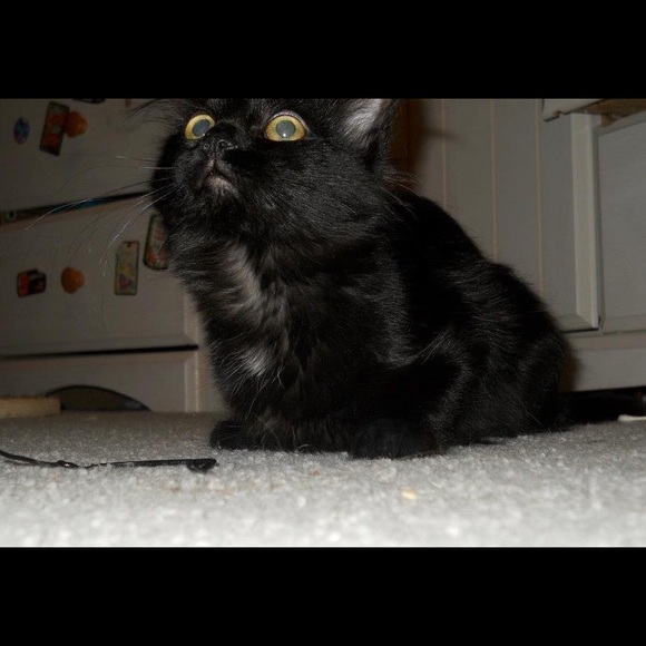 ✨Welcome to Sarita’s Fashion Mewsings✨ - Picture 6 of 8